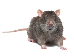 What sounds store do rats make